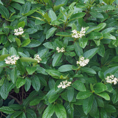 VIBURNUM ODOR.SINENSIS STANDARD 20LT