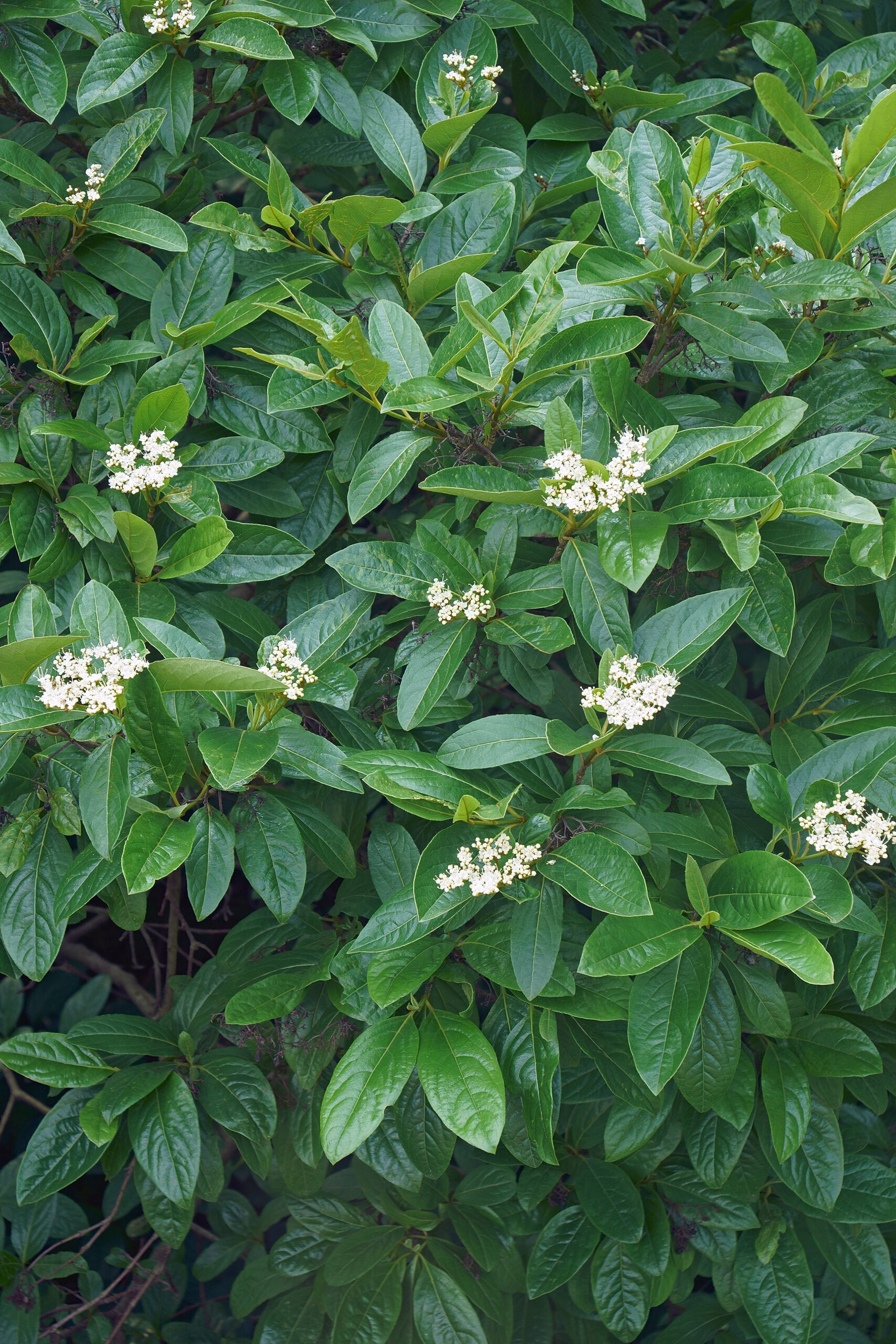 VIBURNUM ODOR.SINENSIS STANDARD 10LT