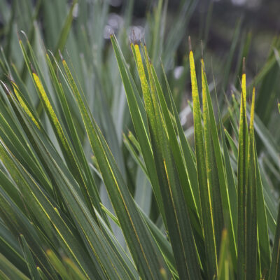 PHORMIUM TENAX WINGS OF GOLD 2.5LT