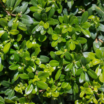 MURRAYA EXOTICA STANDARD 10LT
