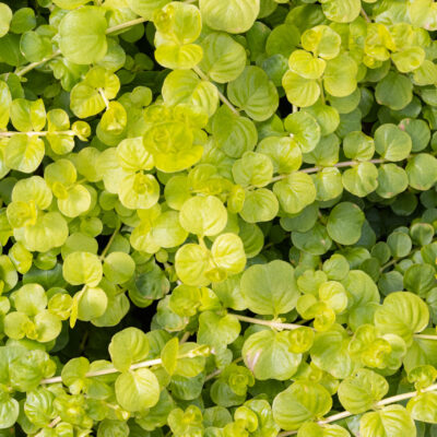 LYSIMACHIA NUMMULARIA GREEN 15CM POT