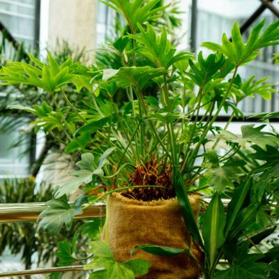 PHILODENDRON HOPE 10LT