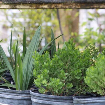 HERBS ASSORTED 2.5LT