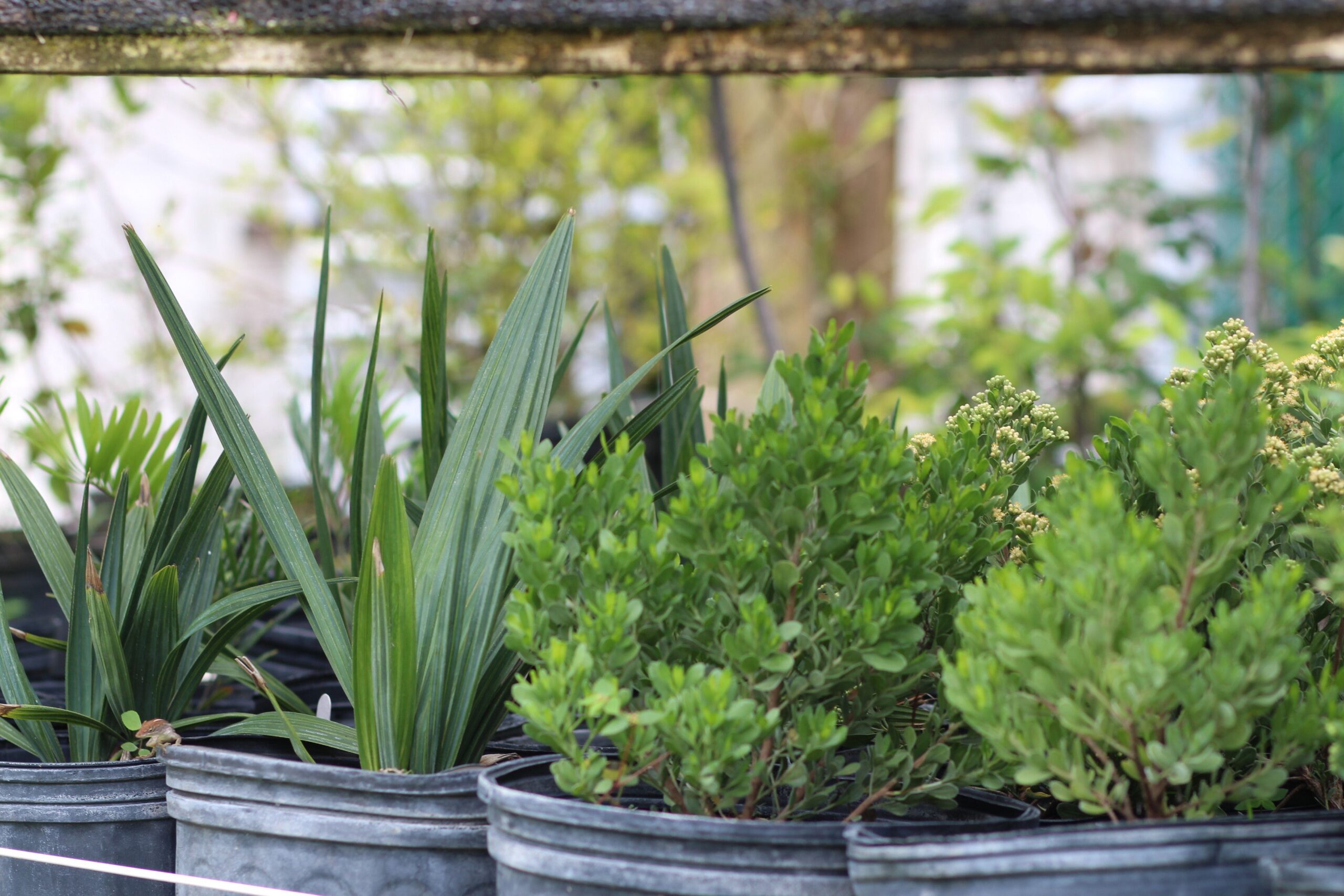HERBS ASSORTED 2.5LT