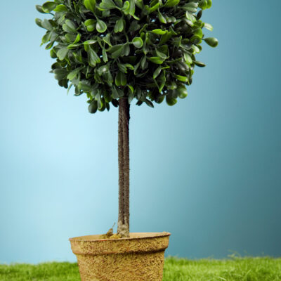 LAURUS NOBILIS STANDARD 100LT