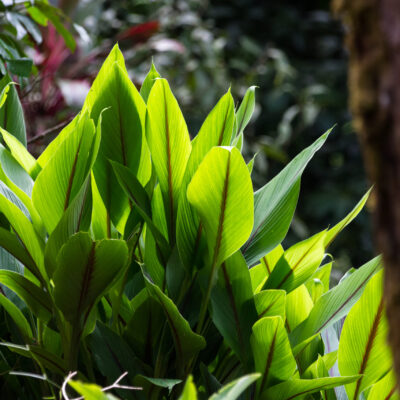 ASPIDISTRA ELIATOR 2,5LT