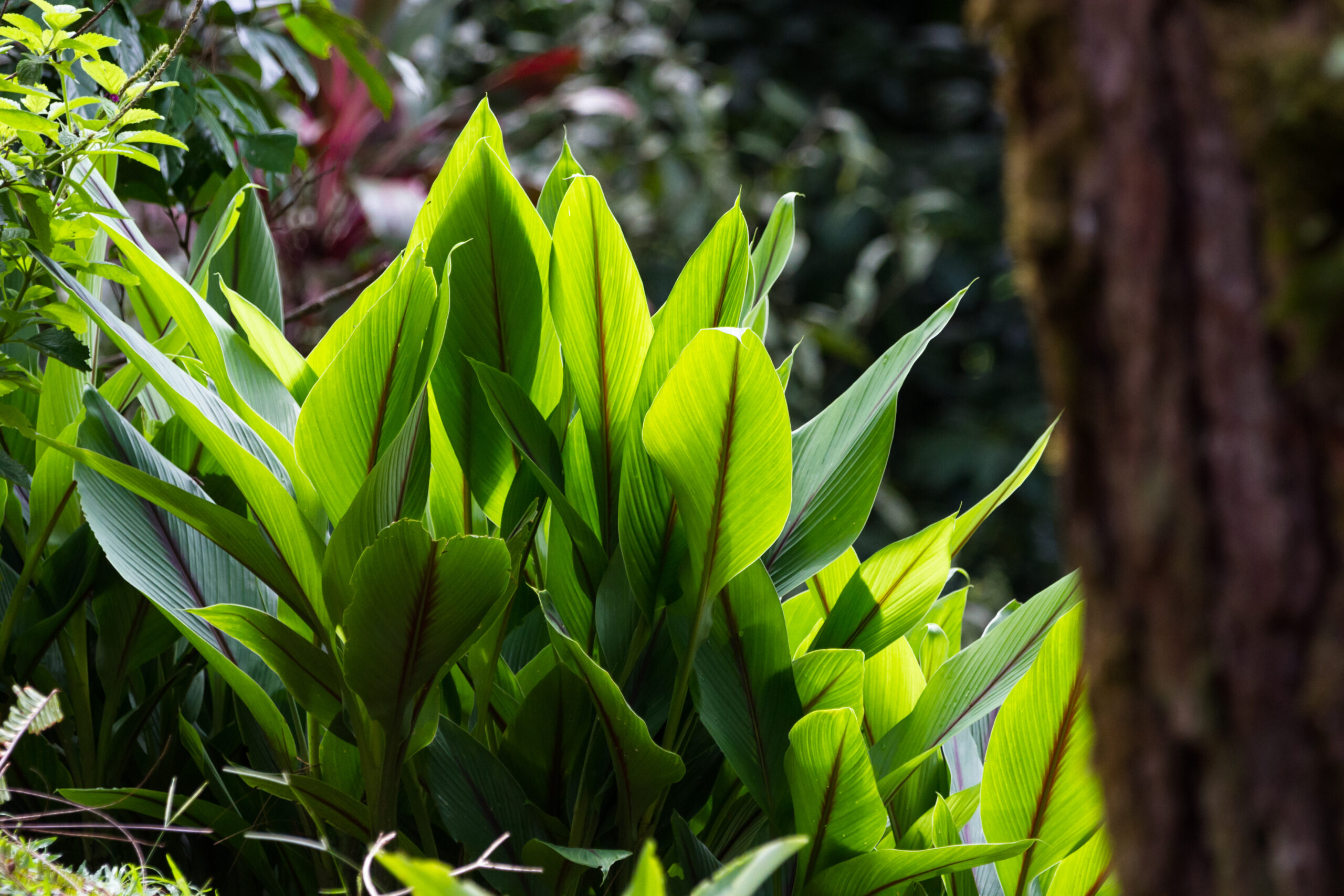 ASPIDISTRA ELIATOR 2,5LT