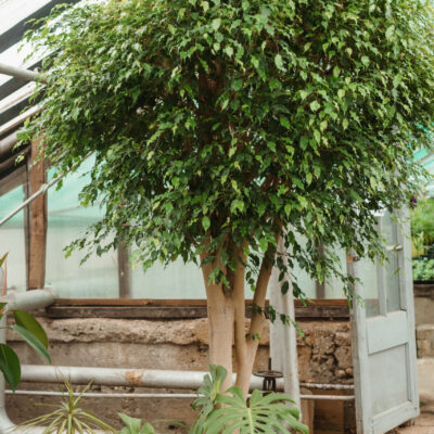 FICUS MICROCARPA STANDARD 1OLT
