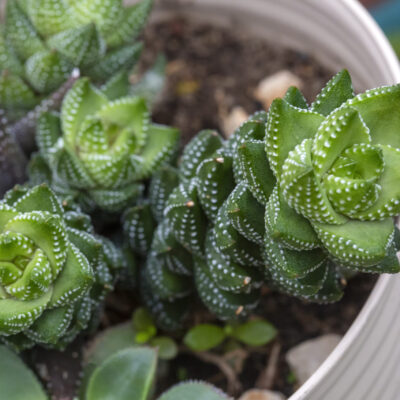 CRASSULA PERFORA 15CM POT