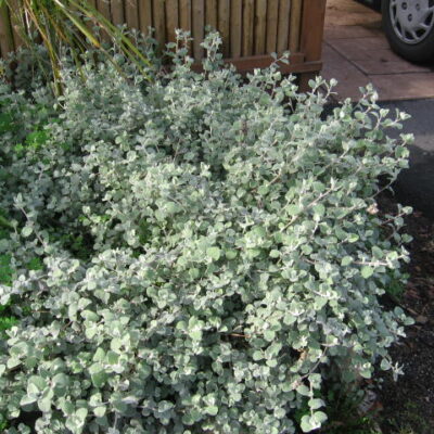 HELICHRYSUM PETIOLARE 2.5LT