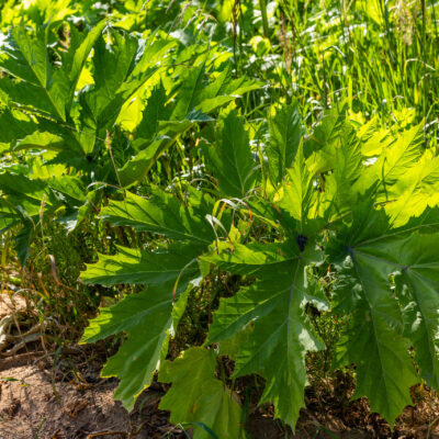 PHILODENDRON SELLOUM 10LT