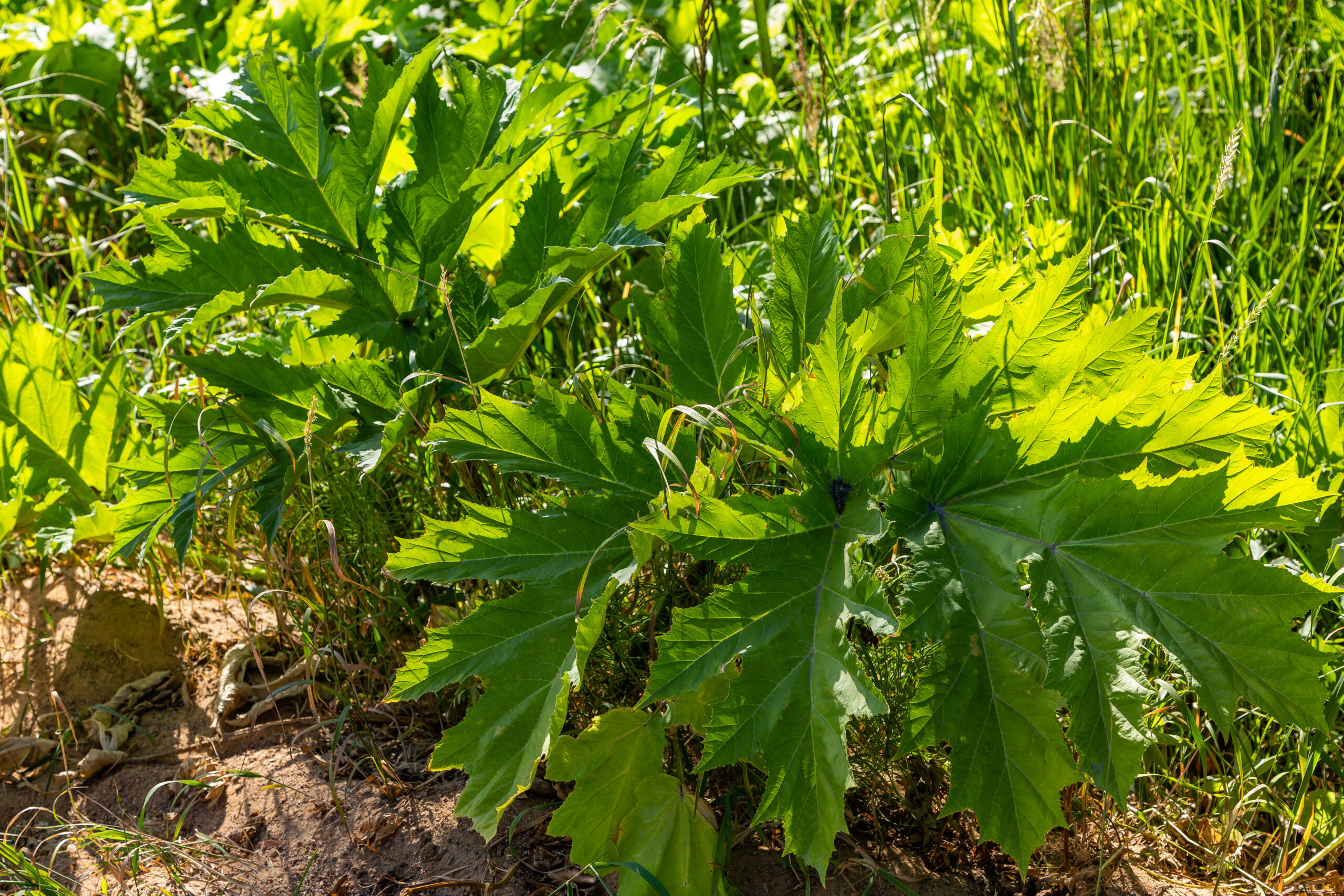 PHILODENDRON SELLOUM 20LT