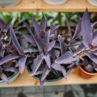 SENECIO HERREIANUS PURPLE FLASH 15CM POT