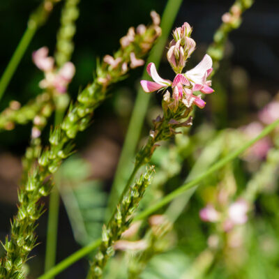 MELINIS REPENS 2.5LT
