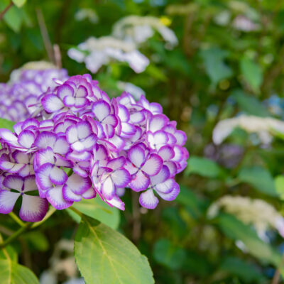 HYDRANGEA VARIEGATA 1OLT