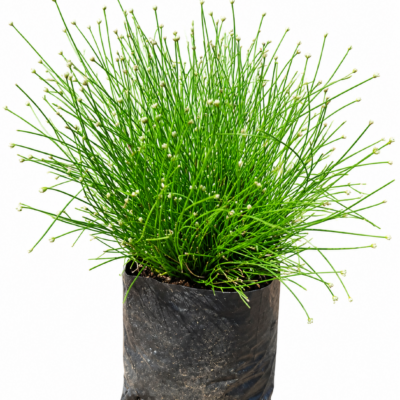 ISOLEPIS CERNUA (CATS WHISKERS) 1LT