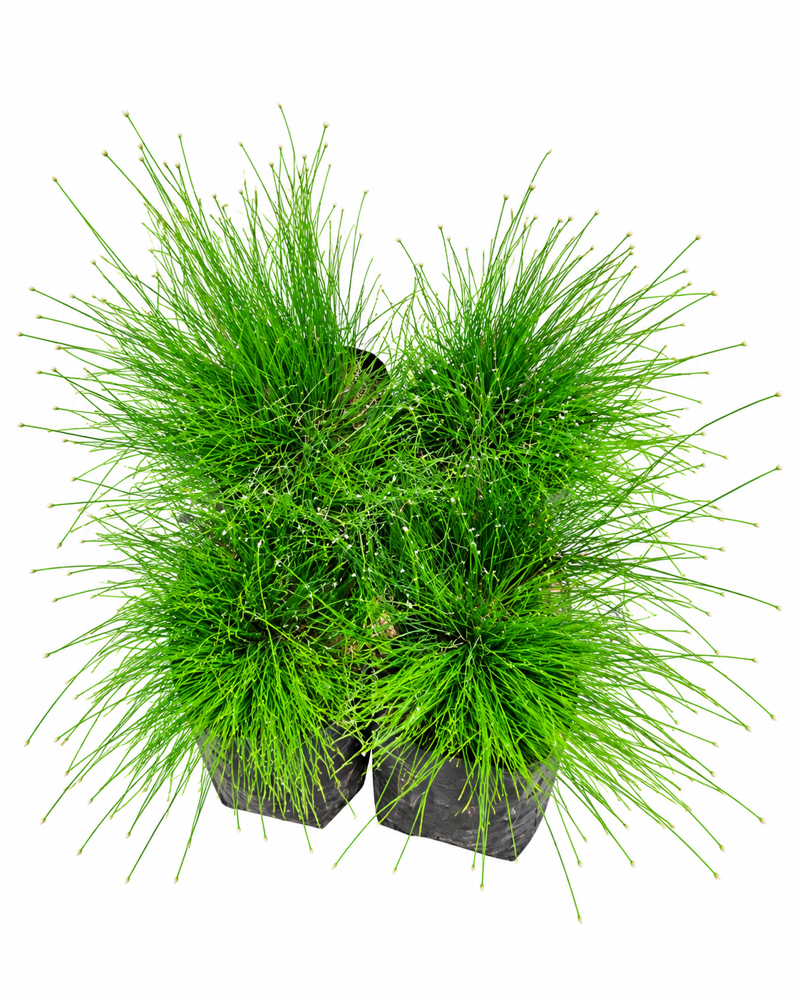 ISOLEPIS CERNUA (CATS WHISKERS) 1LT - Image 2