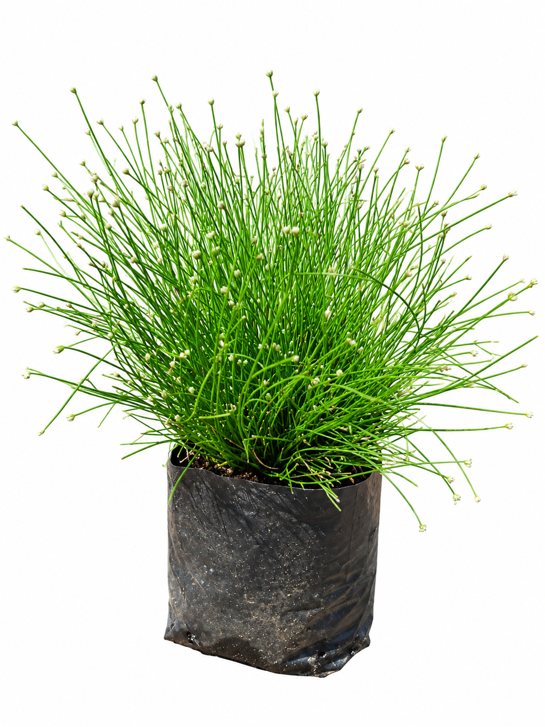 ISOLEPIS CERNUA (CATS WHISKERS) 1LT