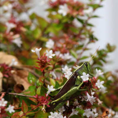 ABELIA FRANCIS MASON