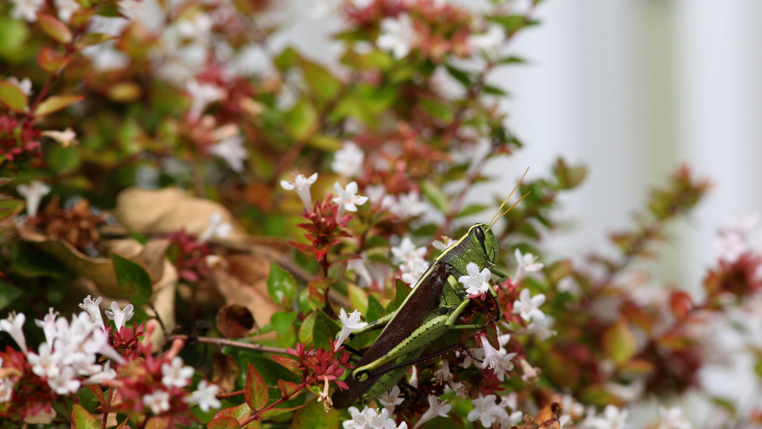 ABELIA FRANCIS MASON