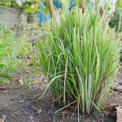CYMBOPOGON CITRATUS (LEMON GRASS) 2.5LT