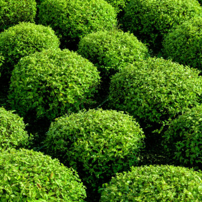SYZIGIUM PANICULATUM BALLS 10LT