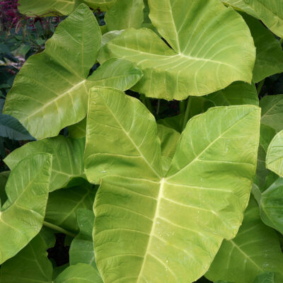 XANTHOSOMA VIOLACEA 10LT