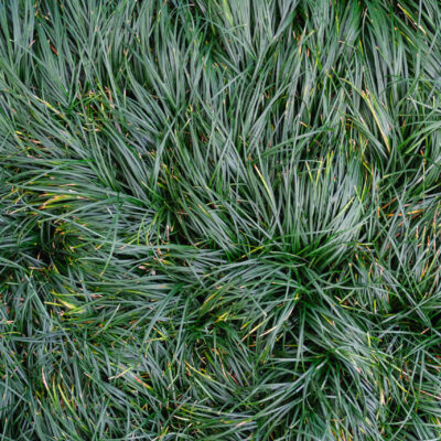 JUNCUS GLAUCA 1LT