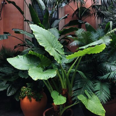 ALOCASIA MACRORRHIZA 10LT