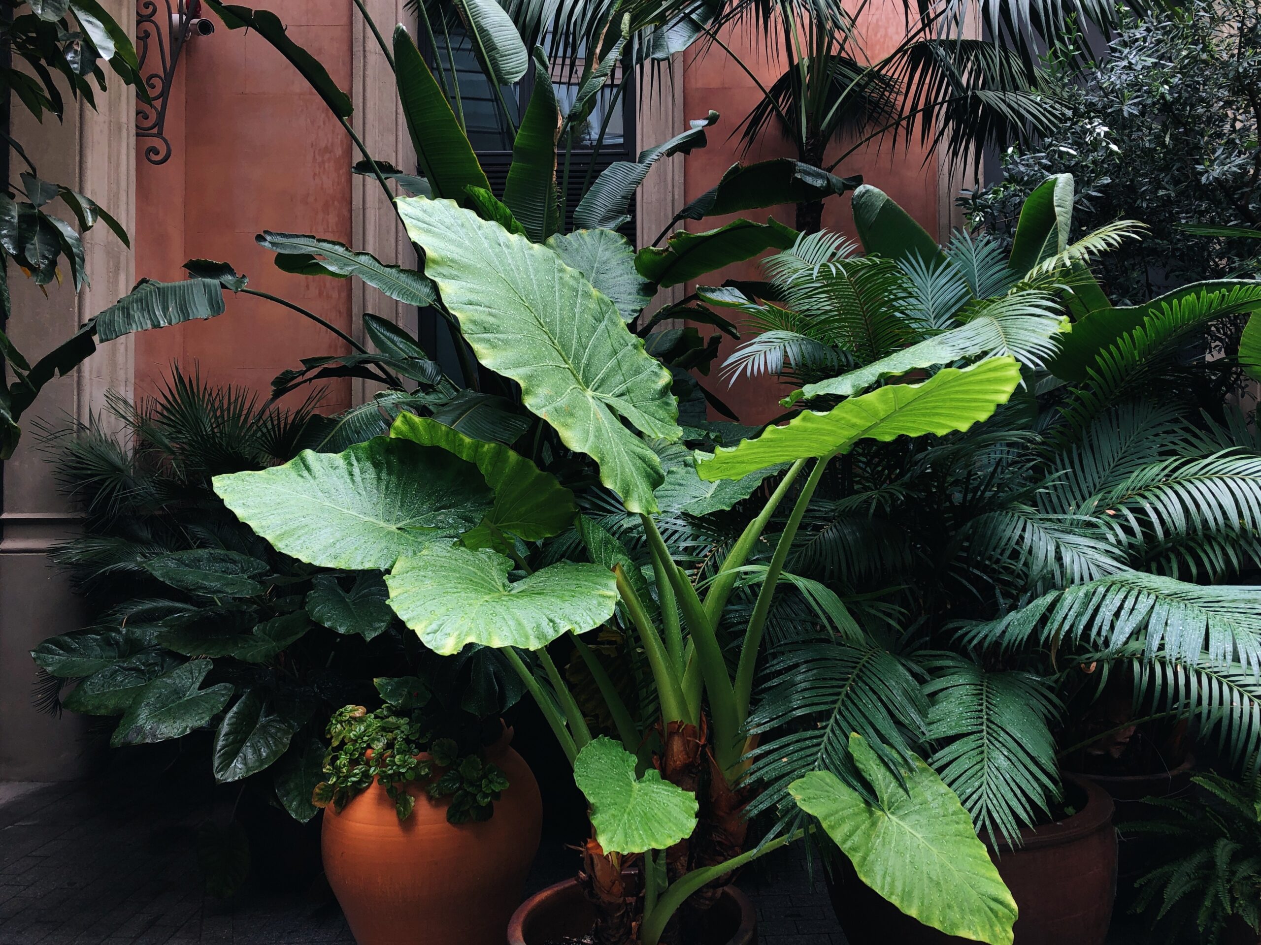 ALOCASIA MACRORRHIZA 20LT