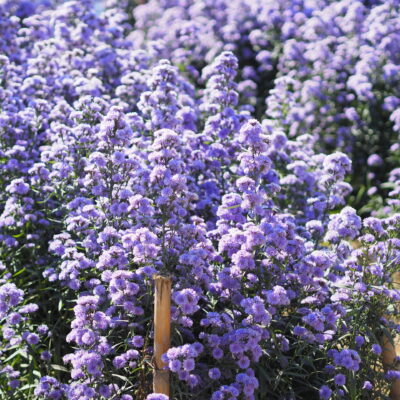 WESTRINGEA BLUE STANDARD 10LT