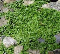 MENTHA REQUIENI 2.5LT