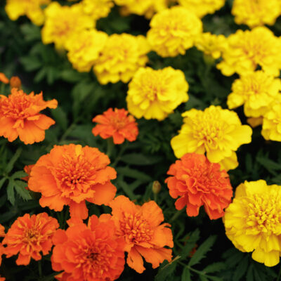 MARIGOLD VARIOUS 15CM POT
