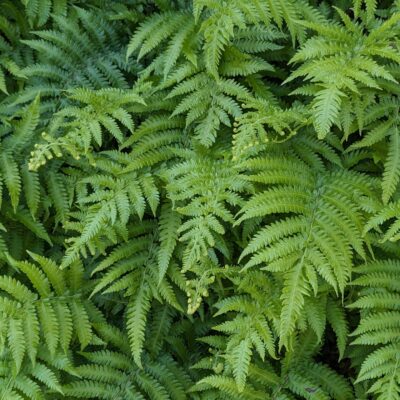 CYRTOMIUM FALCATUM (HOLLY FERN) 2.5LT