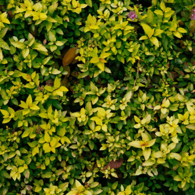 LIGUSTRUM UNDULATUM LEMON & LIME BALL 10LT