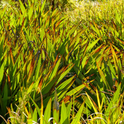 PHORMIUM TENAX FIRE CHIEF 10LT