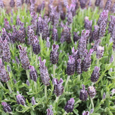 LAVANDULA ALLARDII MEERLO 15CM POT