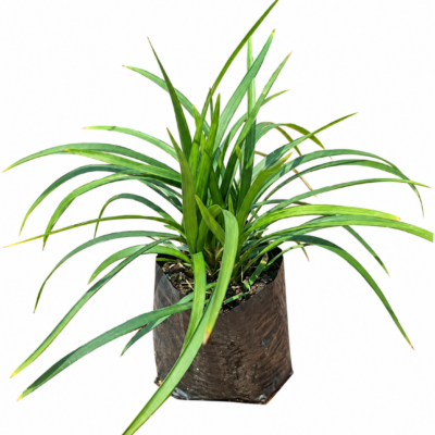 OPHIOPOGON JABURAN 1LT