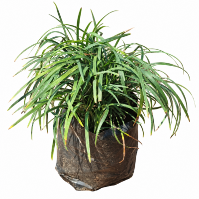 OPHIOPOGON JAPONICUS 1LT