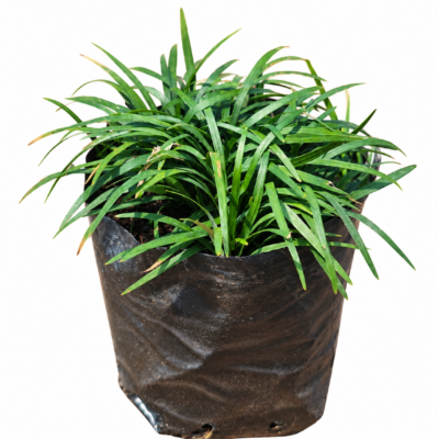 OPHIOPOGON JAPONICUS KYOTO 1LT