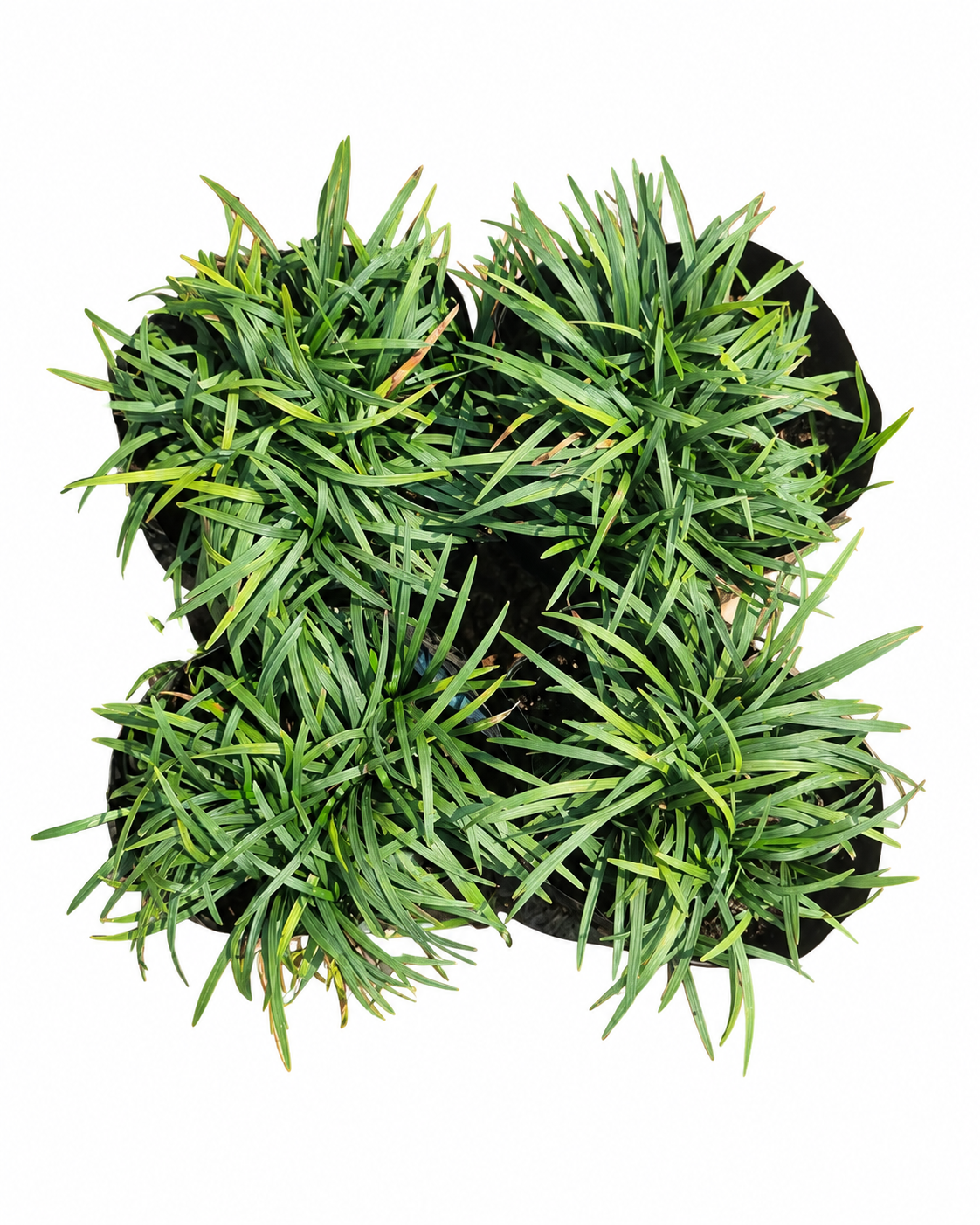 OPHIOPOGON JAPONICUS KYOTO 1LT - Image 2