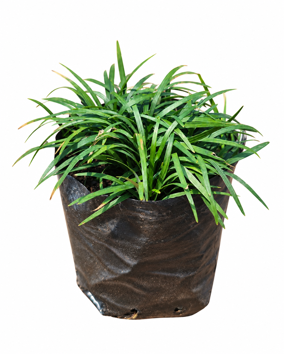 OPHIOPOGON JAPONICUS KYOTO 1LT