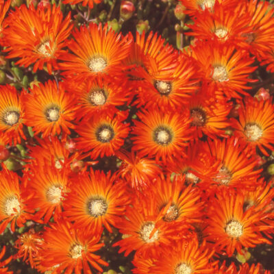 LAMPRANTHUS ORANGE 15CM POT