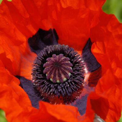 POPPY VARIOUS 15CM POT