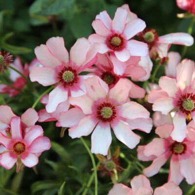 BIDENS PRETTY IN PINK 15CM POT