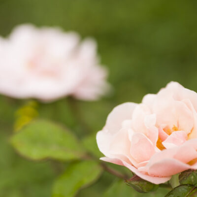 ROSE SIMPLICITY 10LT