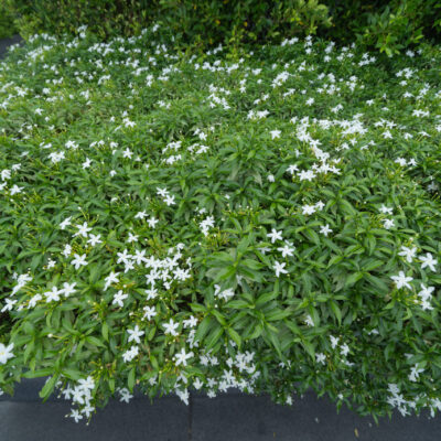 JASMINUM MULTIPARTITUM 1OLT