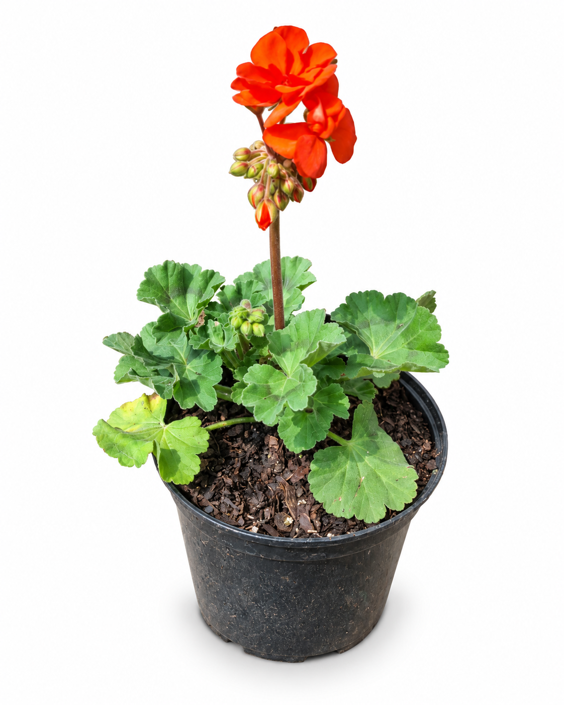 PELARGONIUM TURKANA VARIOUS 15CM POT - Image 2