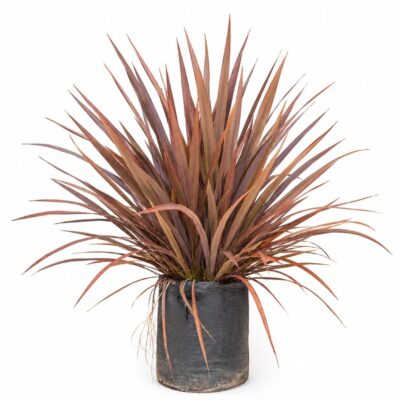PHORMIUM TENAX FIRE CHIEF 20LT