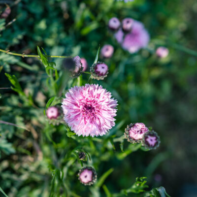 SCABIOSA PINK 2,5LT